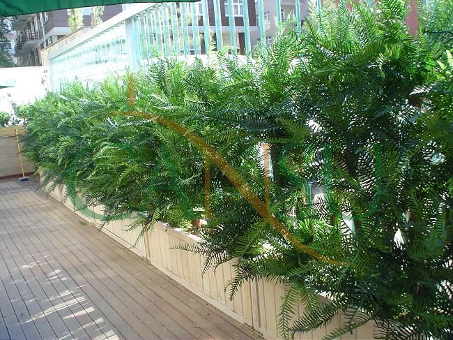 Plant wall, Bitki_Duvar_001