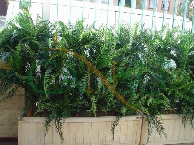 Plant wall, Bitki_Duvar_005