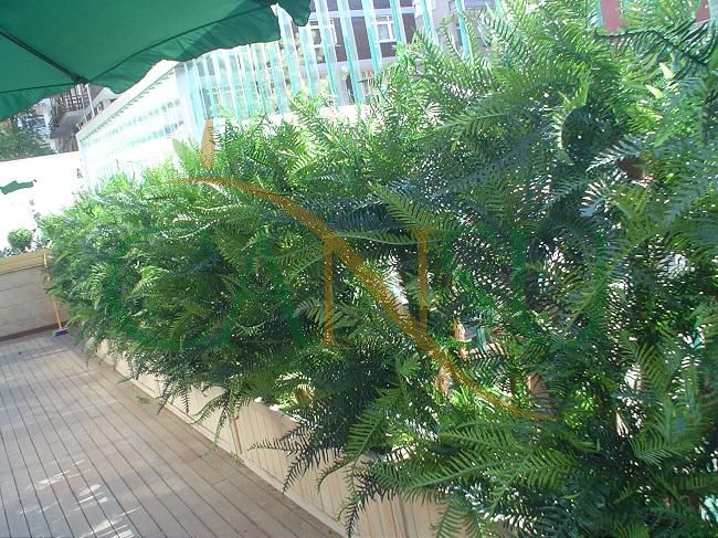 Plant wall, Bitki_Duvar_007