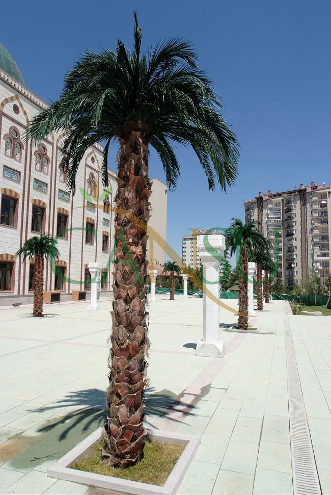 Exterior Palm tree applications, Dis_Mekan_Palmiye_009