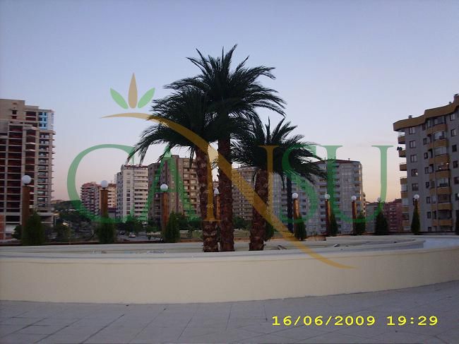 Exterior Palm tree applications, Dis_Mekan_Palmiye_019