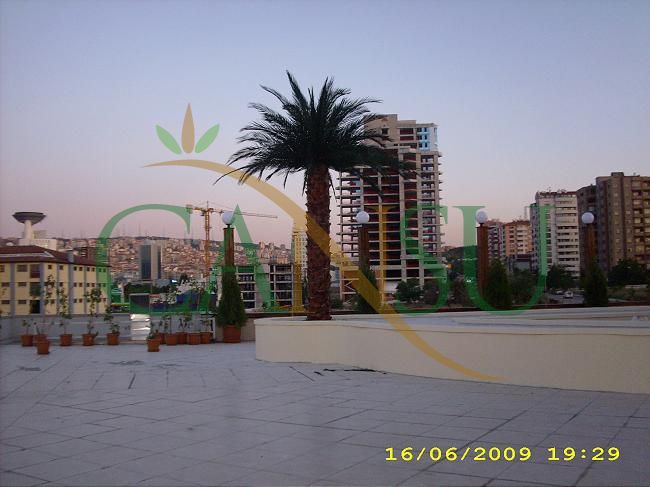 Exterior Palm tree applications, Dis_Mekan_Palmiye_020