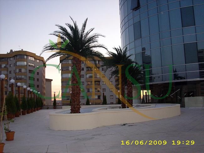 Exterior Palm tree applications, Dis_Mekan_Palmiye_021