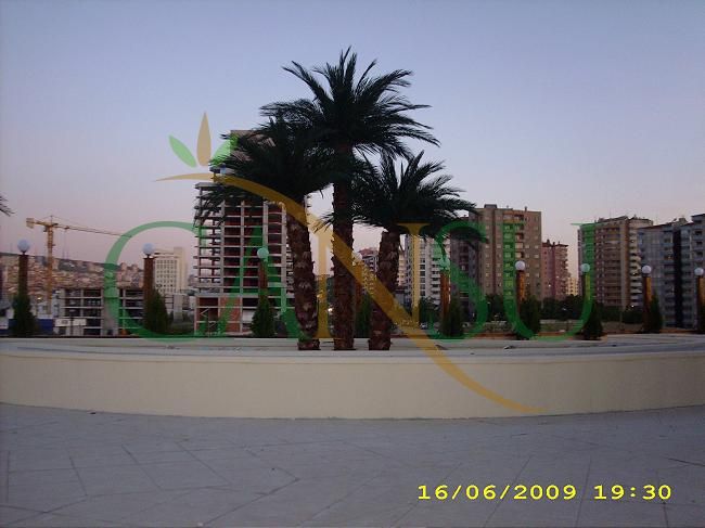 Exterior Palm tree applications, Dis_Mekan_Palmiye_022