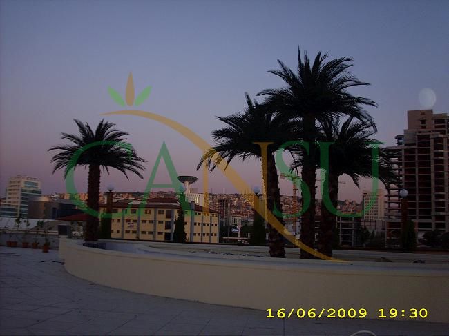 Exterior Palm tree applications, Dis_Mekan_Palmiye_024