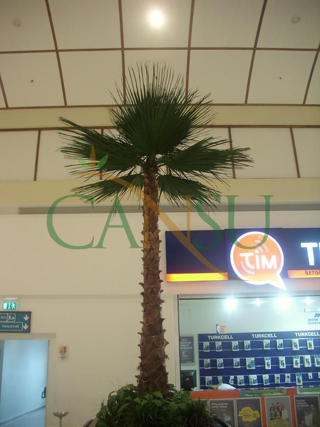 Interior palm tree applications, Ic_Mekan_Palmiye_003