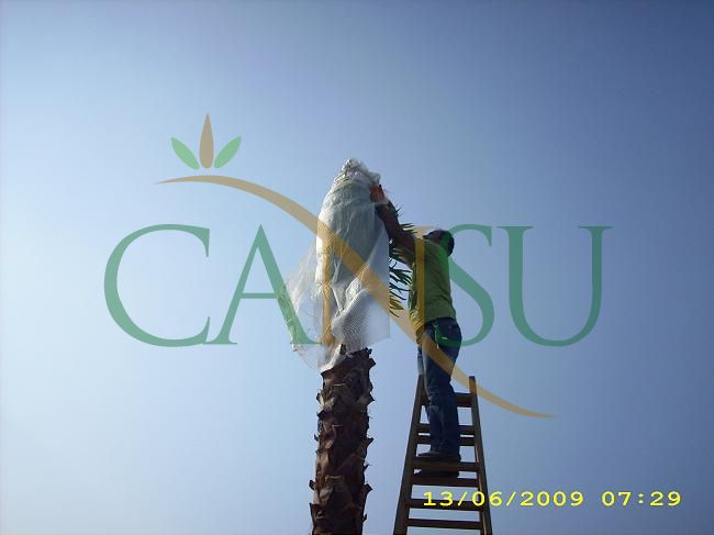 Palm tree manufacturing/application, Palmiye_Imalat_Montaj_006