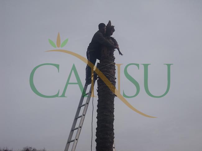 Palm tree manufacturing/application, Palmiye_Imalat_Montaj_016