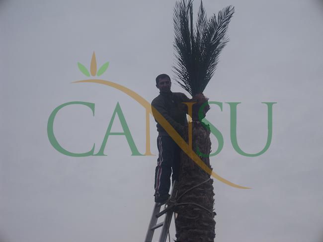 Palm tree manufacturing/application, Palmiye_Imalat_Montaj_017