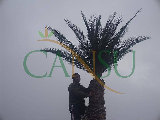 Palm tree manufacturing/application, Palmiye_Imalat_Montaj_018