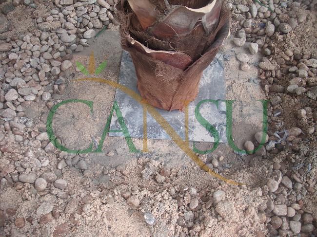 Palm tree manufacturing/application, Palmiye_Imalat_Montaj_020