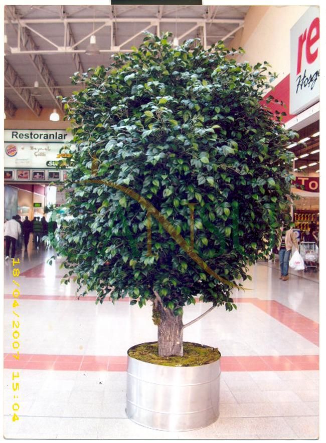 In bound tree application, Yerinde_Agac_001