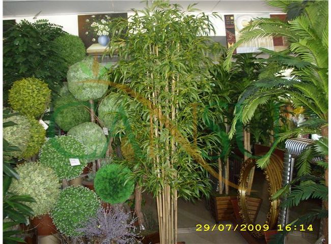 In bound tree application, Yerinde_Agac_006