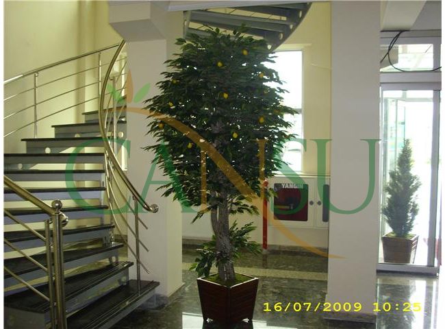 In bound tree application, Yerinde_Agac_008