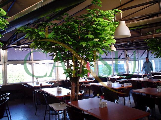 In bound tree application, Yerinde_Agac_009