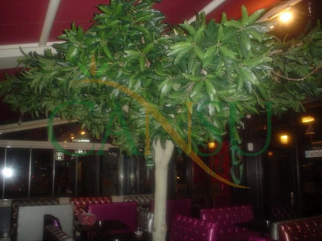 In bound tree application, Yerinde_Agac_011