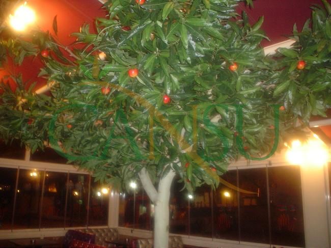 In bound tree application, Yerinde_Agac_012