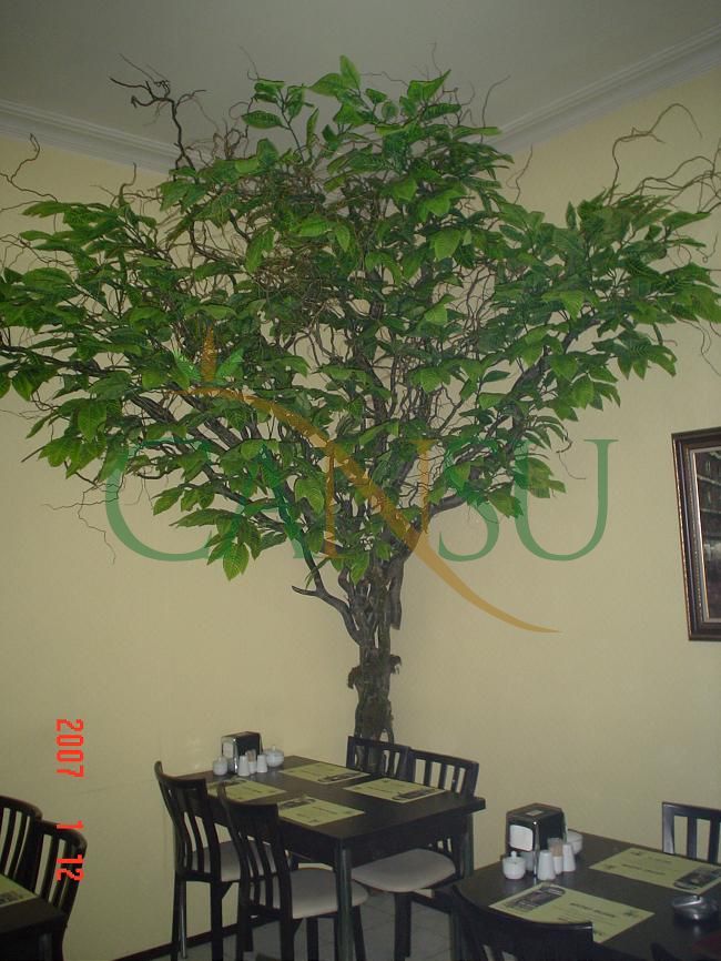 In bound tree application, Yerinde_Agac_015