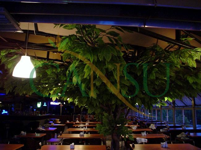 In bound tree application, Yerinde_Agac_016