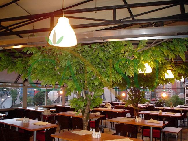 In bound tree application, Yerinde_Agac_017