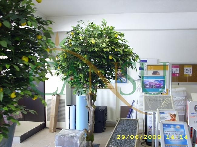 In bound tree application, Yerinde_Agac_024