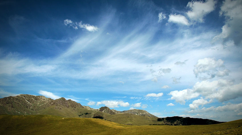Preserved and artificial palm tree manufacturing