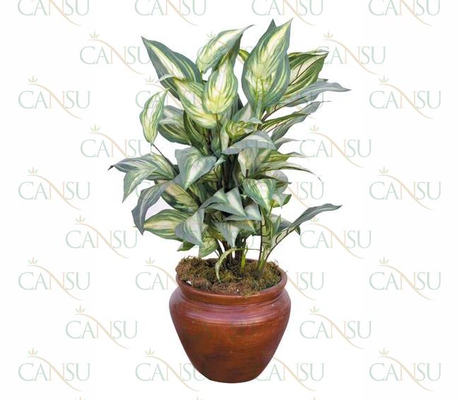 Decorative plants, Model #: CT-07-300