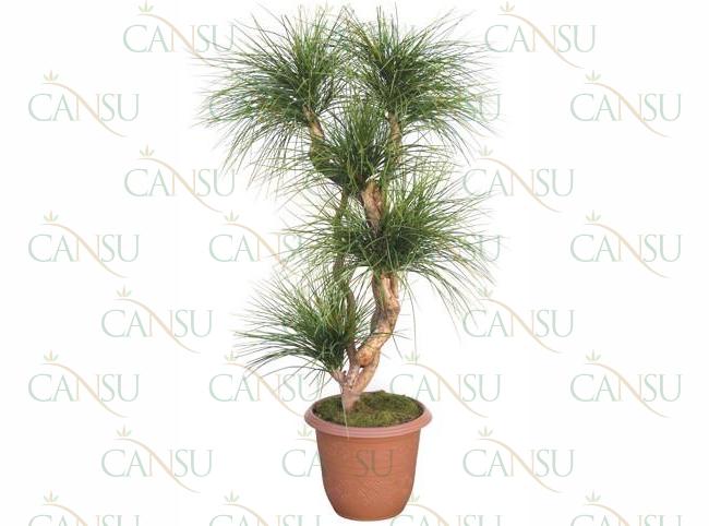 Fancy trees, Model #: CT-06-2113