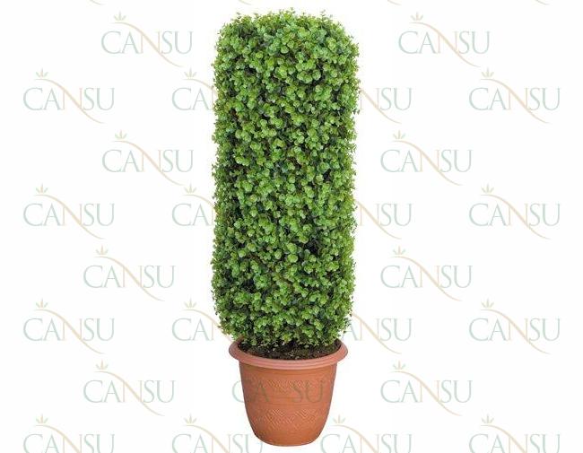 Box trees, Model #: CT-02-107