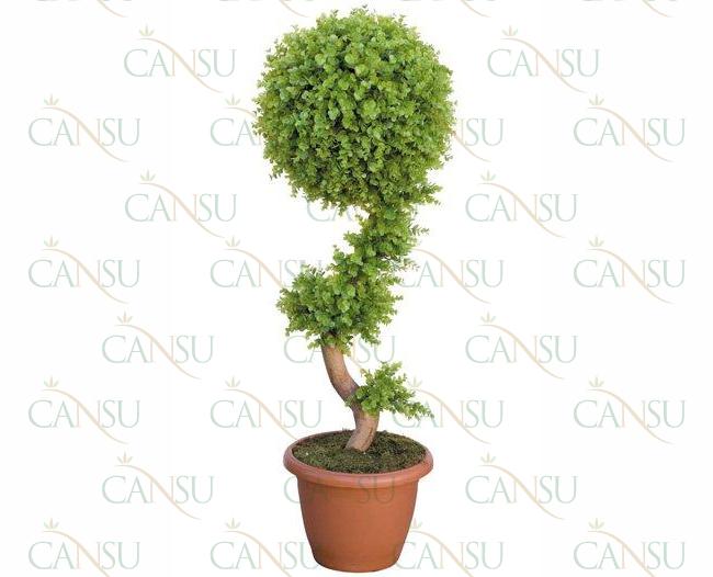 Box trees, Model #: CT-02-113