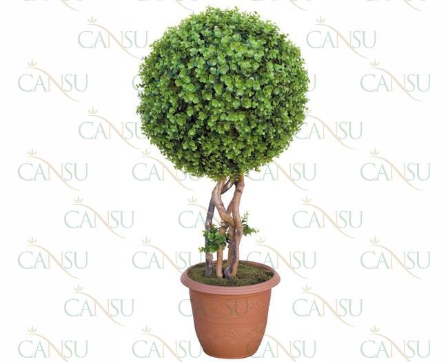 Box trees, Model #: CT-02-129