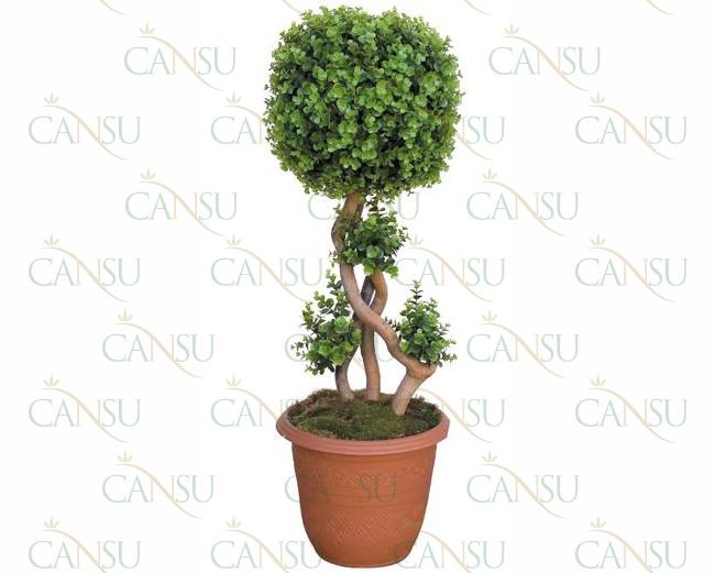 Box trees, Model #: CT-02-137