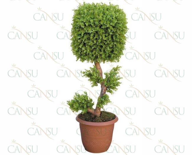 Box trees, Model #: CT-02-155