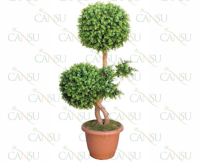 Box trees, Model #: CT-02-169