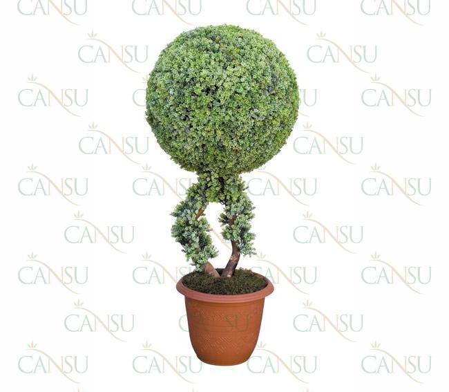 Box trees, Model #: CT-02-174