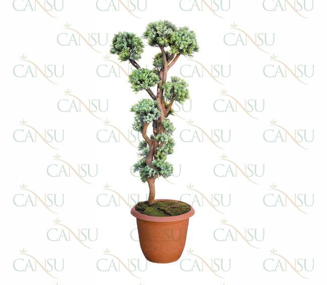 Box trees, Model #: CT-02-181