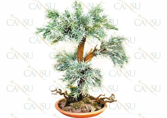 Artificial bonsai, Model #: CT-02-169