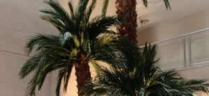 Preserved palm trees