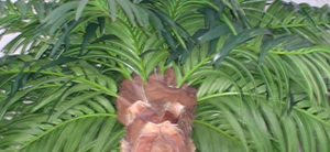 Artificial palm trees